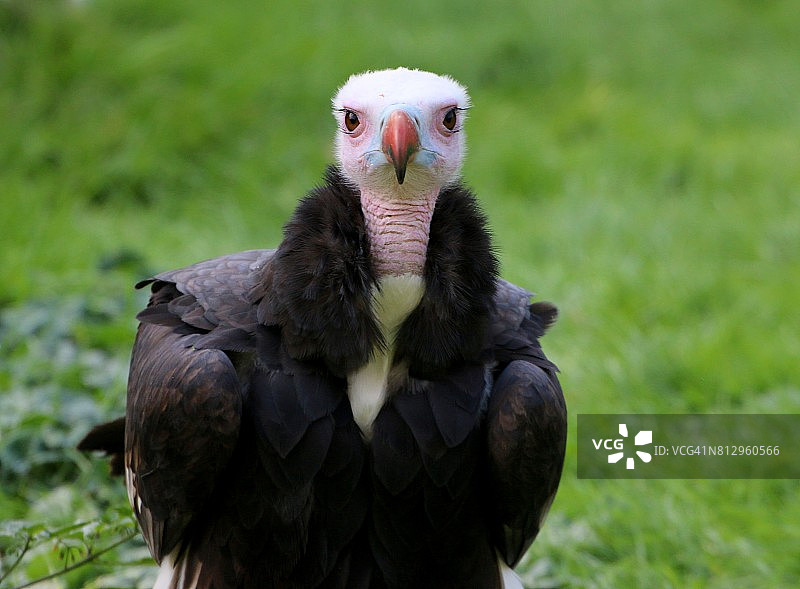 非洲白头鹫图片素材