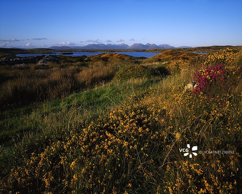 野花，十二针山，康尼马拉，戈尔韦郡，爱尔兰图片素材