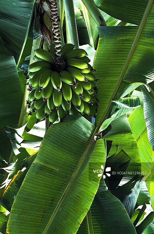 香蕉树图片素材