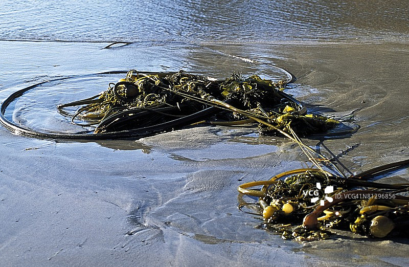 海藻图片素材