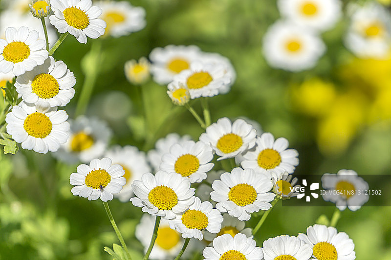 洋甘菊图片素材