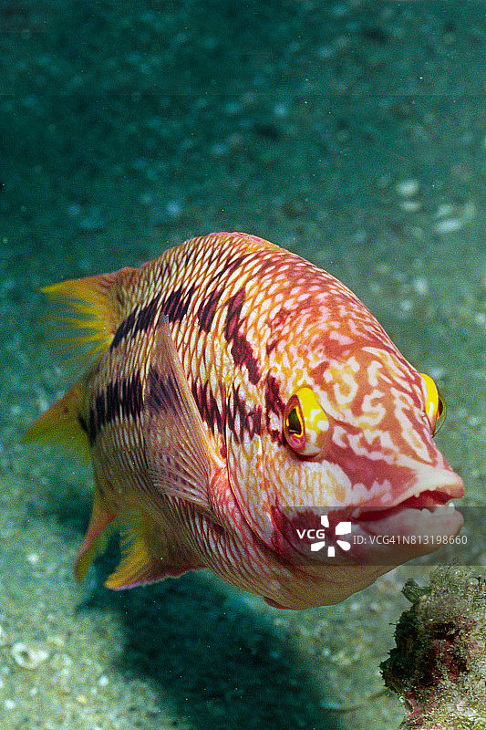 墨西哥猪鱼雌性正面图图片素材