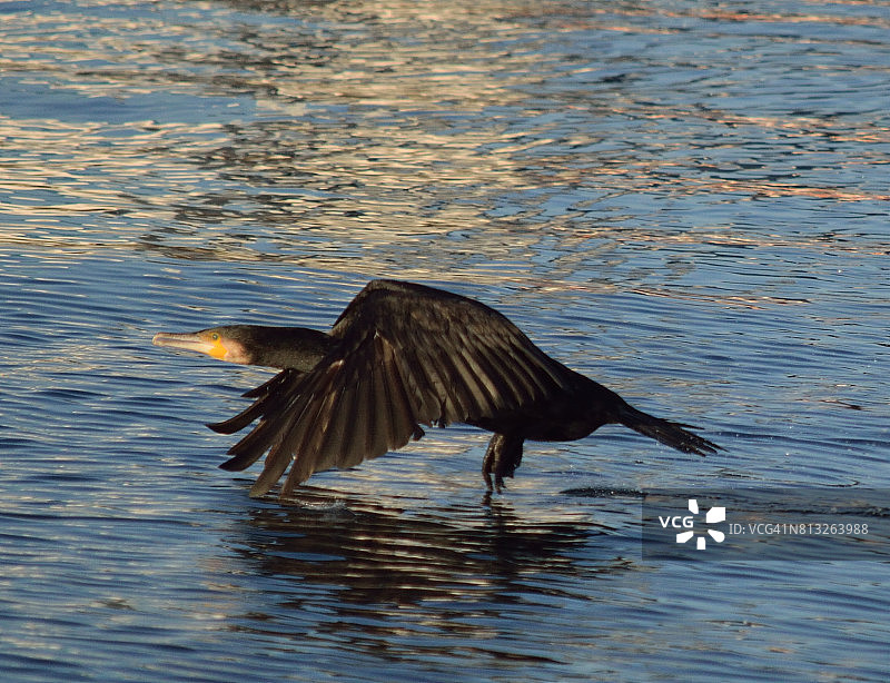 鸬鹚起飞图片素材