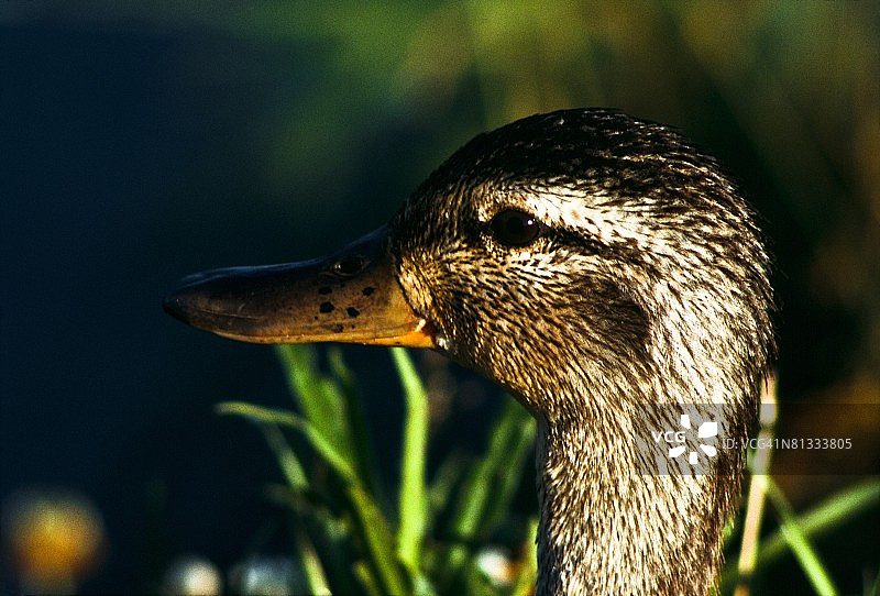 女性野鸭图片素材