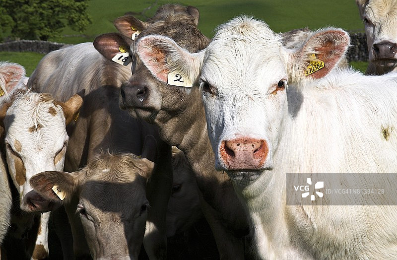 英国德比郡的牛群图片素材