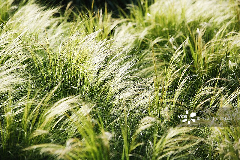 狗尾草图片素材