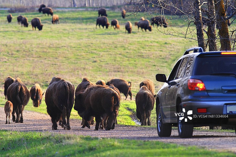 加拿大阿尔伯塔省麋鹿岛国家公园图片素材
