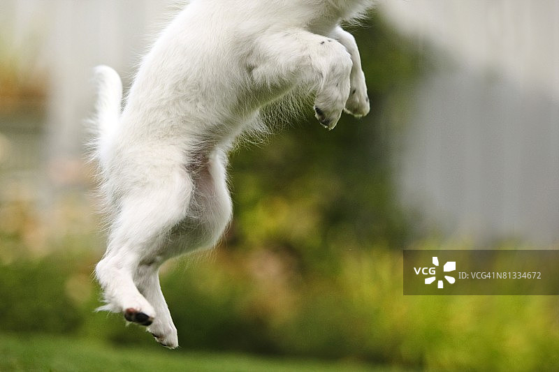 小狗跳跃图片素材