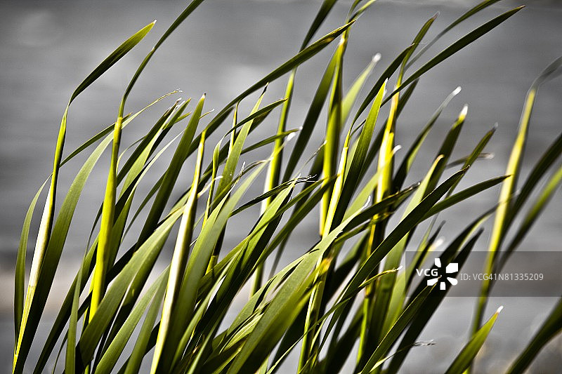 草叶特写图片素材