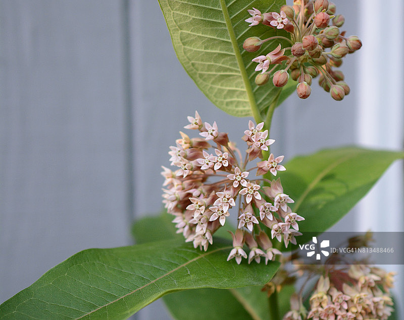 盛开的普通马利筋图片素材