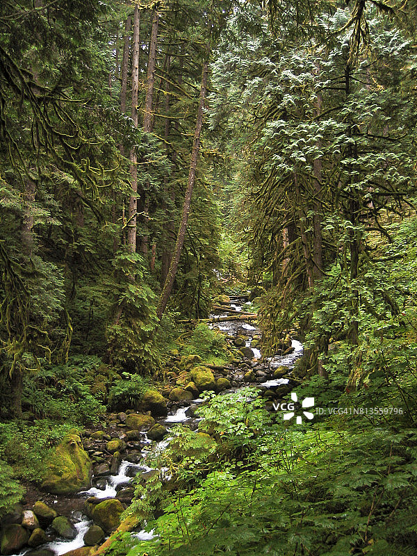 茂盛温带森林溪流图片素材