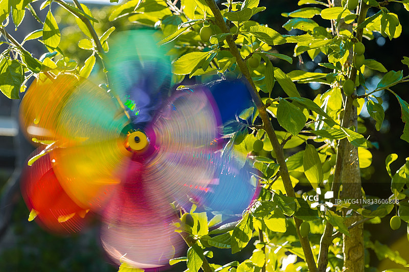 彩色风车花II图片素材