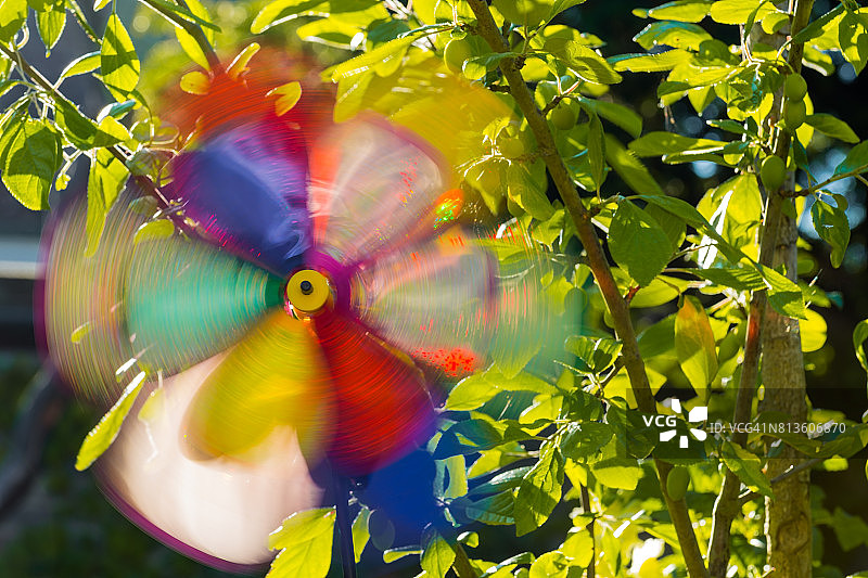 彩色风车花图片素材