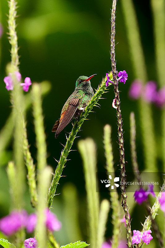 哥斯达黎加花茎上的红尾蜂鸟图片素材