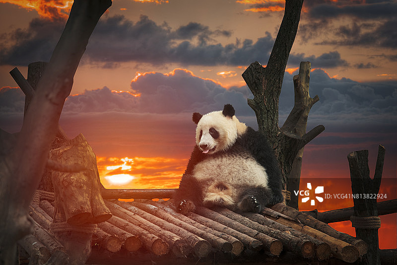 大熊猫图片素材