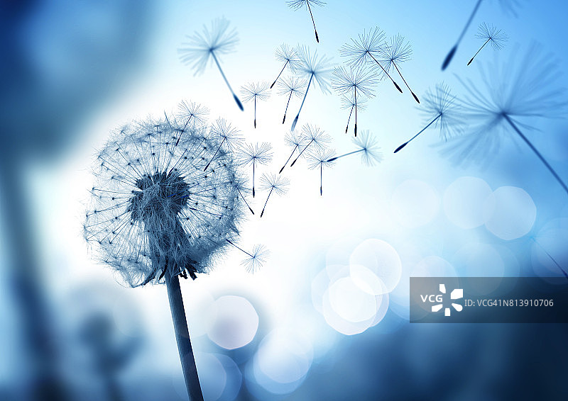 风中飘散的蒲公英种子图片素材