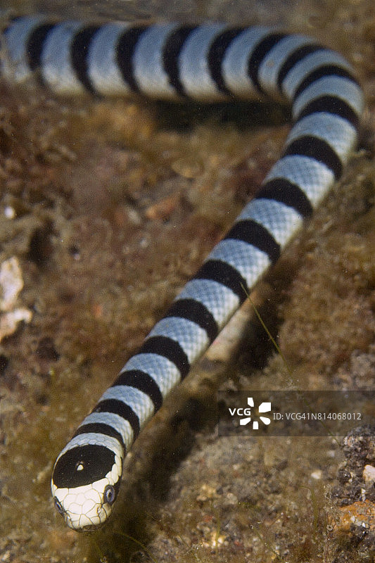 带纹海蛇图片素材