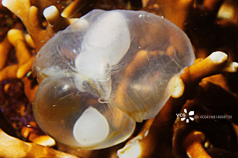 即将孵化的火焰乌贼胚胎图片素材