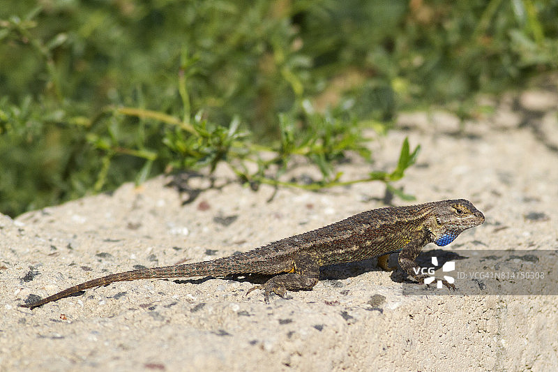 西部栅栏蜥蜴图片素材