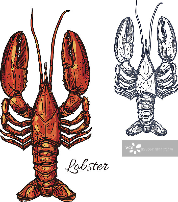 龙虾海鲜动物或小龙虾素描图片素材