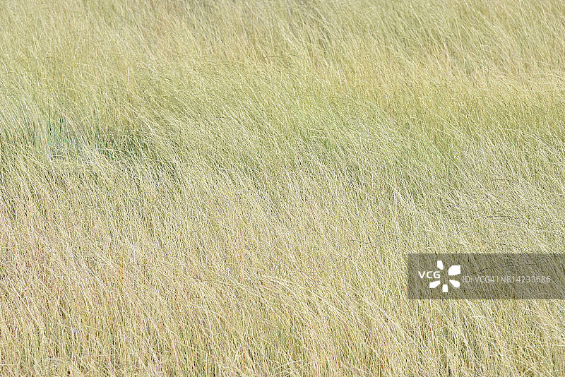 稻田背景图片素材