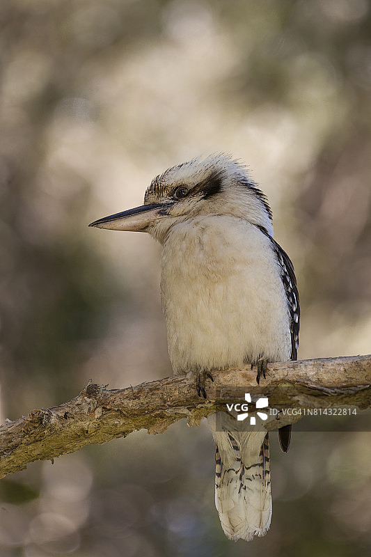 澳洲笑翠鸟图片素材