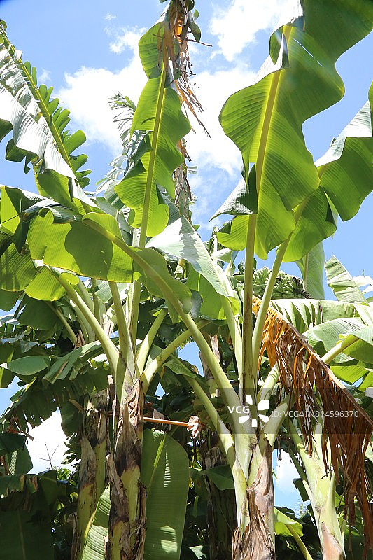 香蕉树特写图片素材