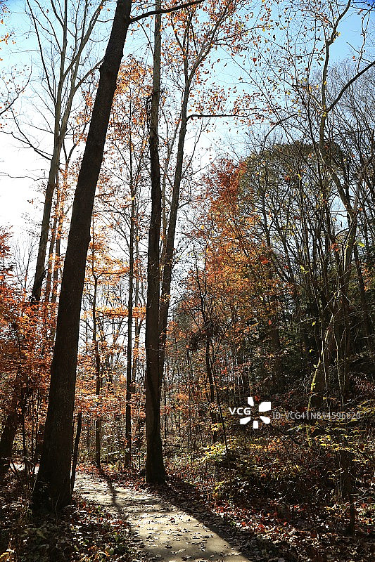 美国俄亥俄州月桂维尔霍金山州立公园的自然小径图片素材