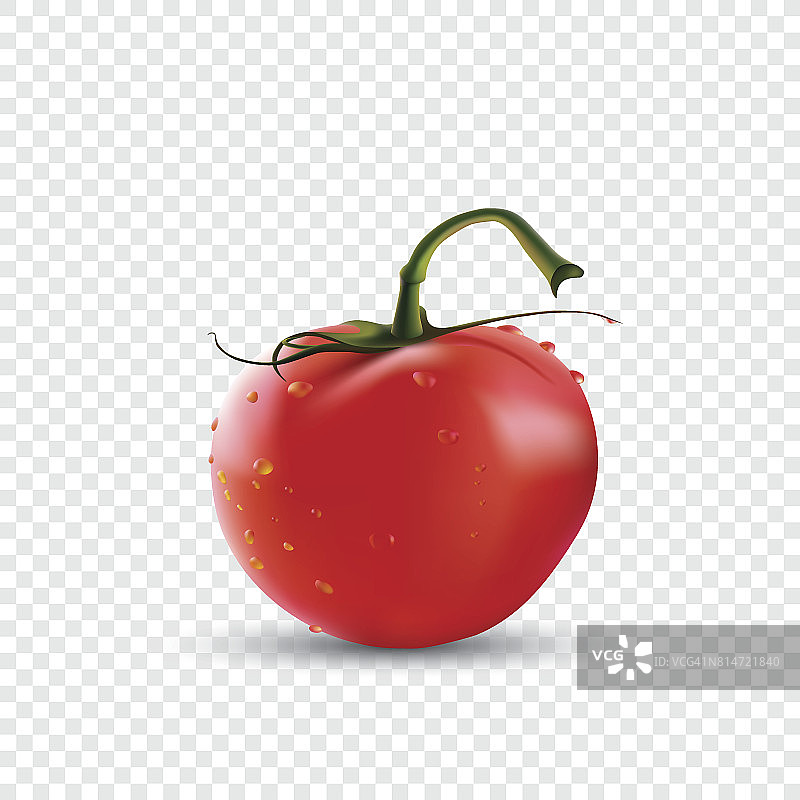 带有水滴的红色新鲜番茄的逼真矢量插图图片素材