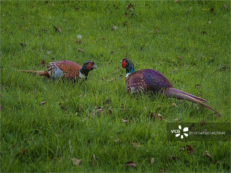 两只雄性环颈雉在英国多塞特郡对峙图片素材