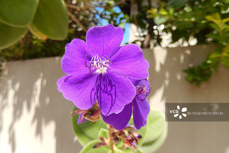 大胆的色彩，美丽的紫色紫罗兰花朵特写图片素材