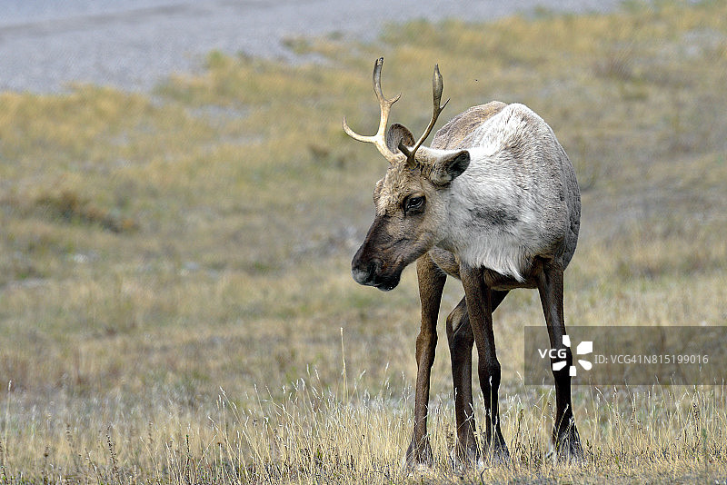 阿拉斯加高速公路上的荒原驯鹿图片素材