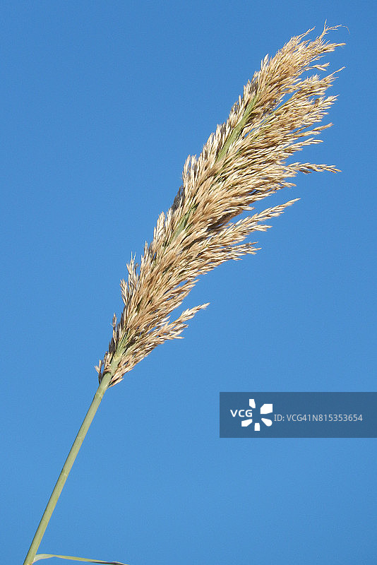 蓝天下的芦苇图片素材