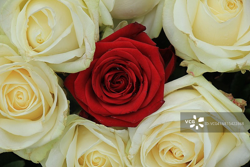 红白玫瑰图片素材
