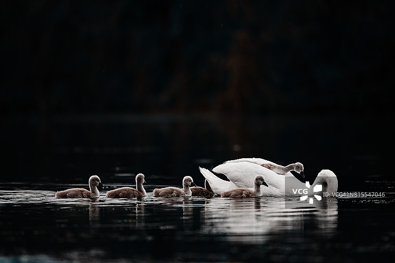 自然中的天鹅图片素材