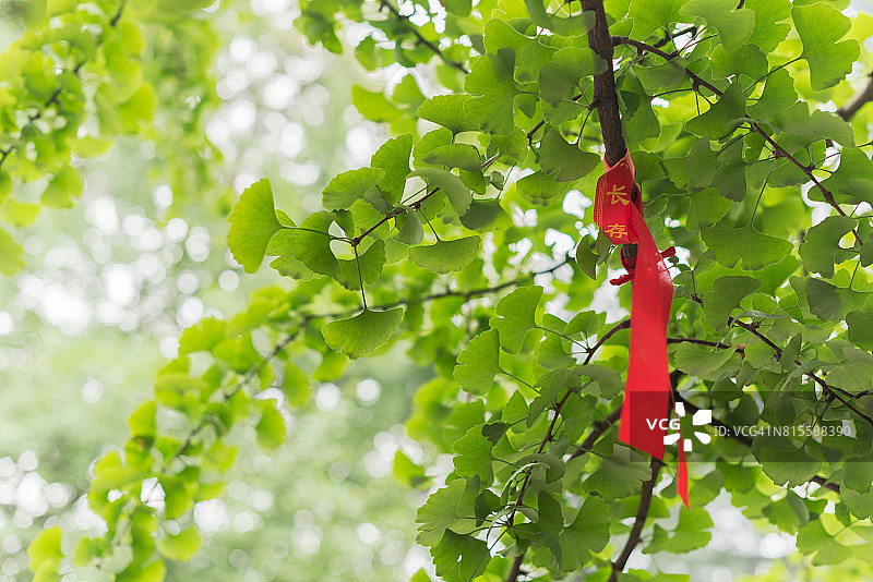 银杏树上悬挂的中国佛教祈福红布条图片素材