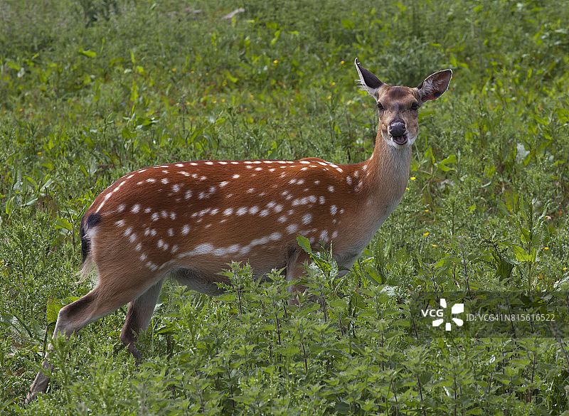 棕色老鼠图片素材