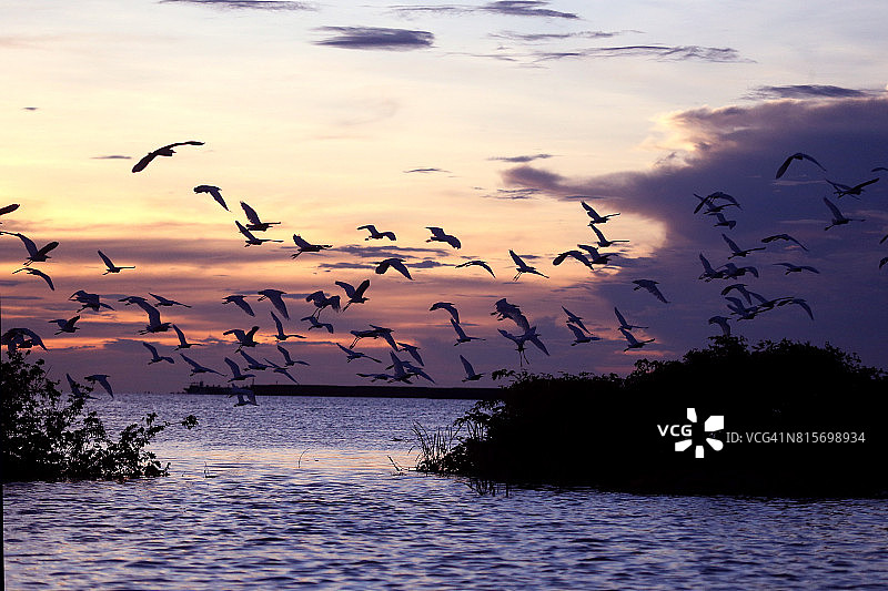 塔帕ajos河上的苍鹭图片素材