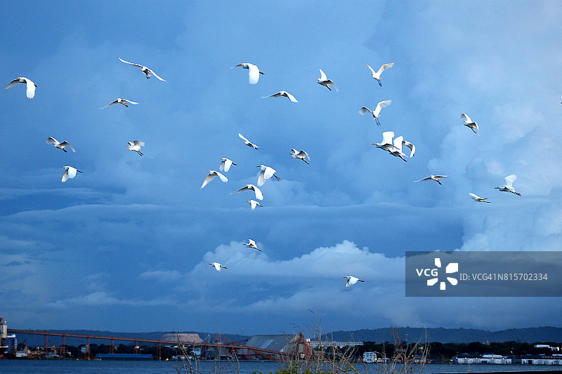 塔帕若斯河上的鸟群图片素材