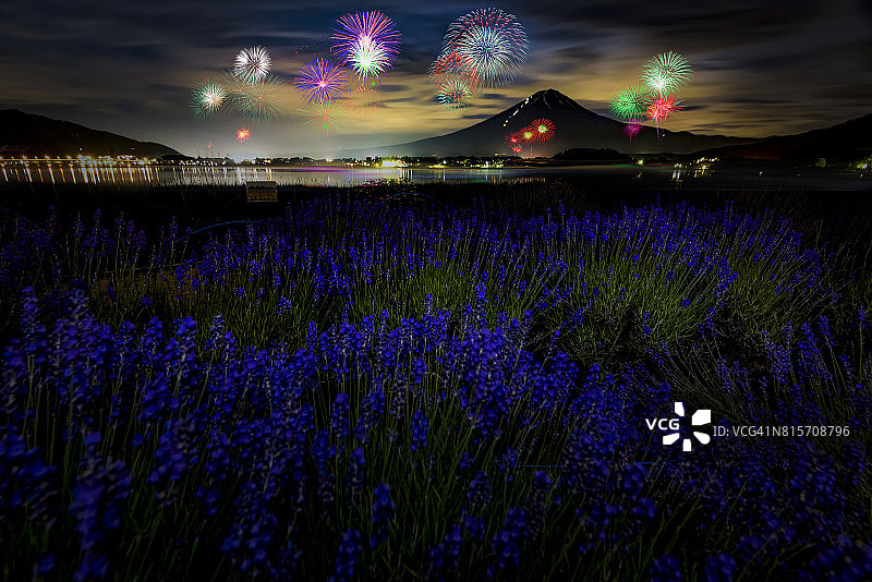 薰衣草花田与烟花下的富士山图片素材
