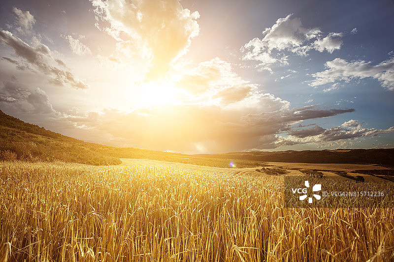 美丽日落下金色的麦田图片素材