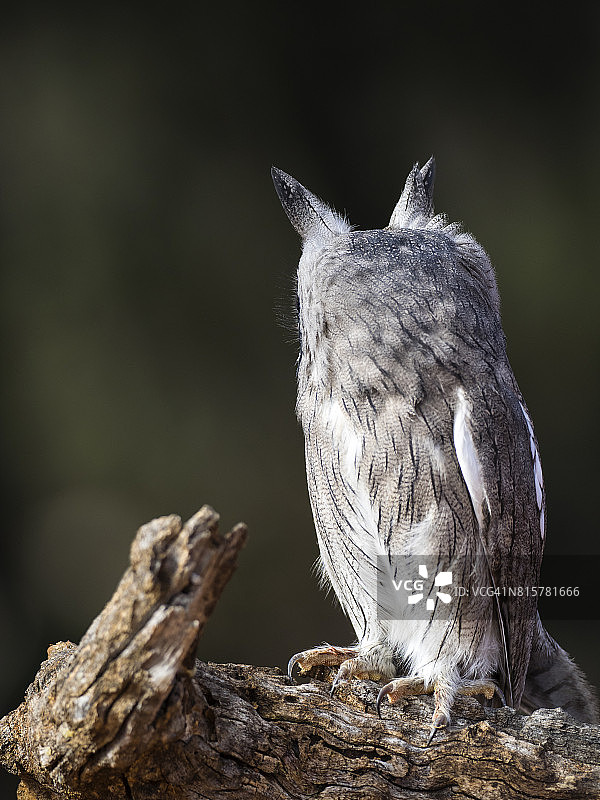 欧亚角鸮栖息在老树干上，睁着眼睛狩猎 - 西班牙图片素材