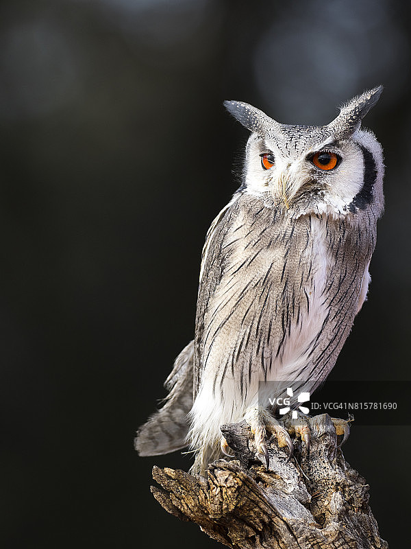 欧亚角鸮栖息在老树干上，睁着眼睛狩猎 - 西班牙图片素材