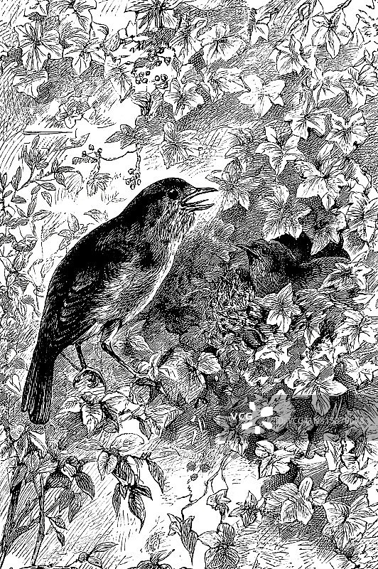 知更鸟喂养幼鸟图片素材