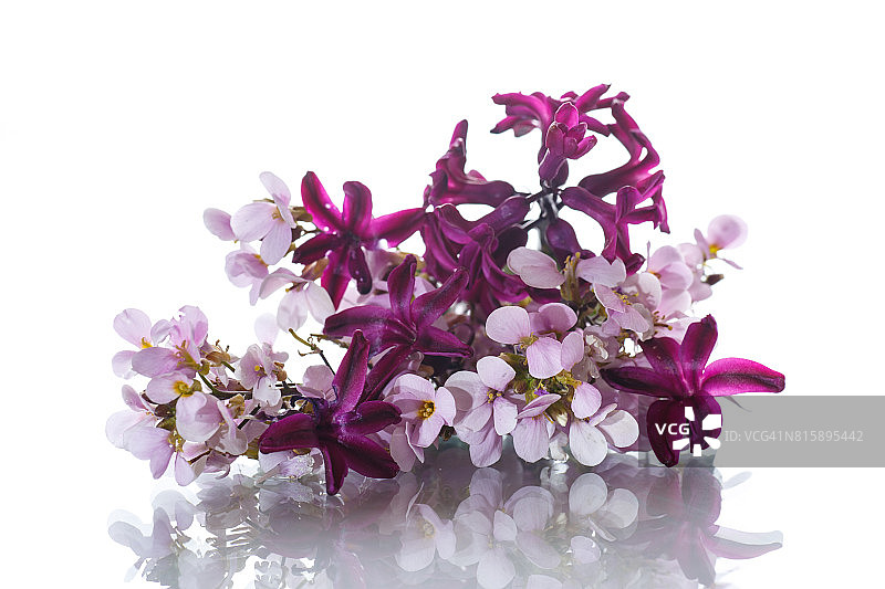 粉色小勿忘我图片素材