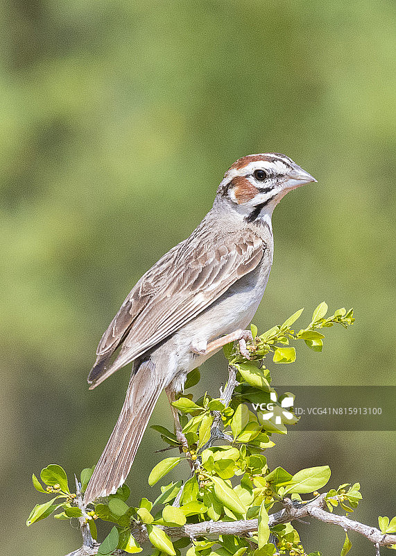 云雀麻雀图片素材