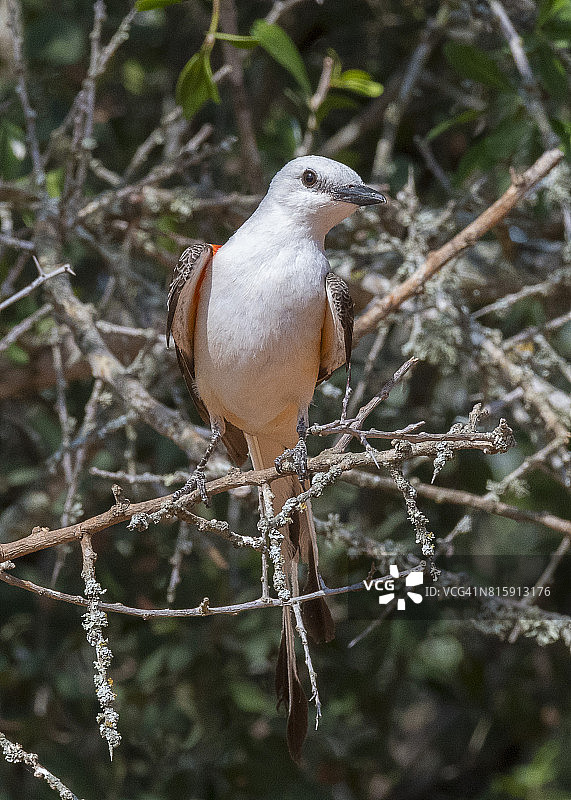 剪尾鹟图片素材