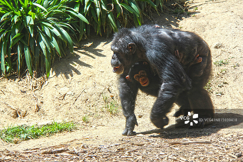 黑猩猩图片素材
