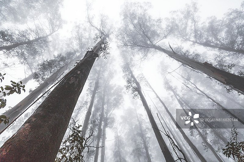 仰望森林中被浓雾笼罩的参天大树图片素材