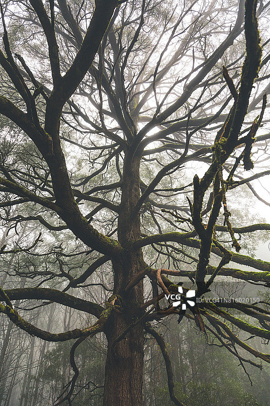 雾中光秃的树图片素材